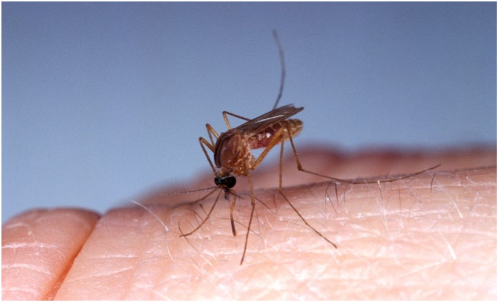 Move Over EEE, The Real Killer is West Nile Virus