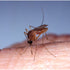 Move Over EEE, The Real Killer is West Nile Virus