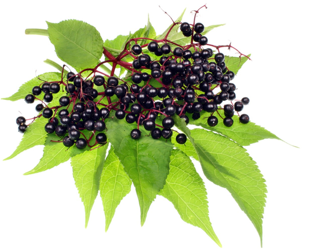 Elderberry: Nature's Flu-Fighting Superhero