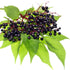 Elderberry: Nature's Flu-Fighting Superhero