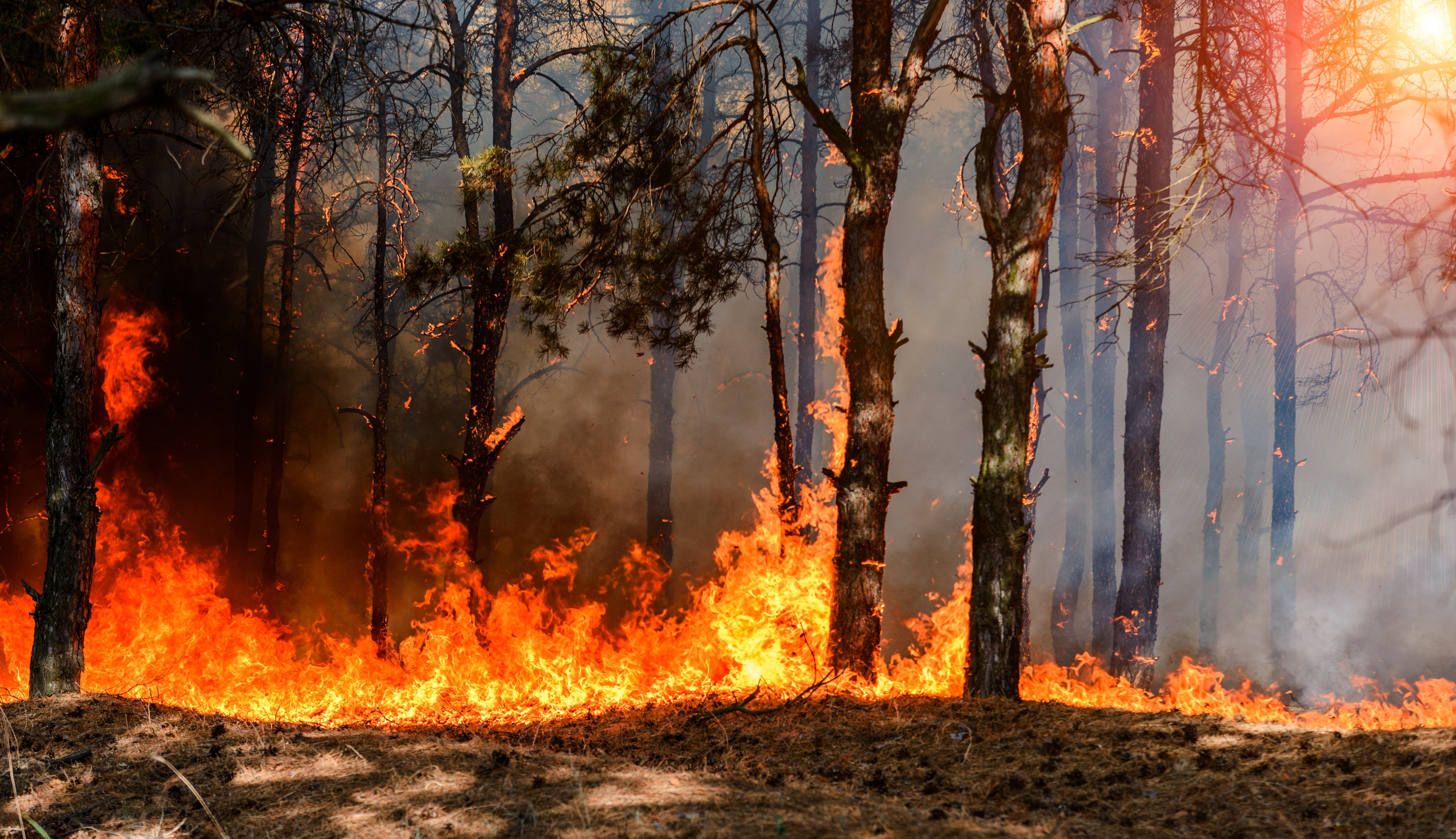 Wildfire Smoke Is Deadly