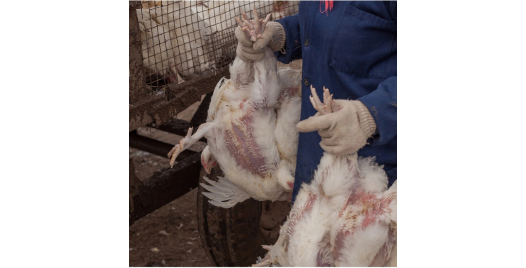 Avian Influenza: It’s Time To Be Concerned