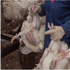 Avian Influenza: It’s Time To Be Concerned